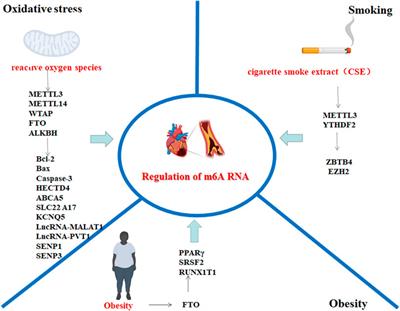 The Role of m6A Ribonucleic Acid Modification in the Occurrence of Atherosclerosis